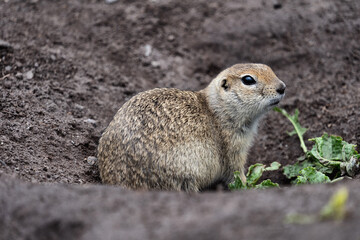 Wall Mural - cute beautiful little gopher sitting on the ground close-up