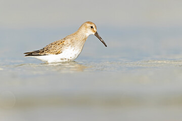 Wall Mural - Dunlin (Calidris alpina) foraging during fall migration on the beach.