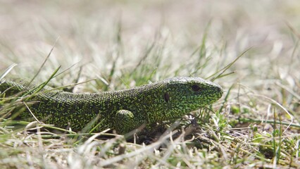 Wall Mural - European green lizard (Lacerta viridis) in the grass, Croatia