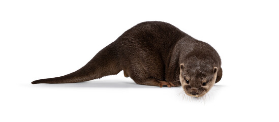 Fototapete - Cute young Asian small clawed otter aka Aonyx cinerea, standing side ways on edge. Looking down from edge towards camera. isolated on a white background.