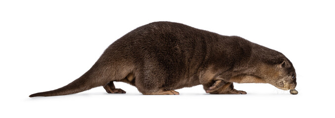 Fototapete - Cute young Asian small clawed otter aka Aonyx cinerea, standing side ways sniffing a stone. Looking away from camera. isolated on a white background.