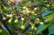 Closeup shot of unripe cherries on tree branch