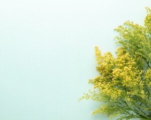 Poster - Medicine herbal flowers on pastel background. Herbal medicine. Top view, flat lay.