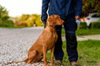 © Ordasi  Tatyjana - Adult hungarian or magyar vizsla or smooth-haired vizsla.