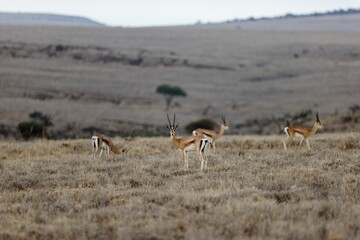 Poster - Thomson's gazelles grazing in the field