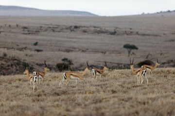 Poster - Thomson's gazelles grazing in the field