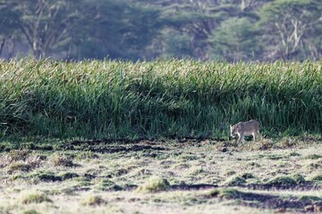 graceful young lioness coming out from tall green grass