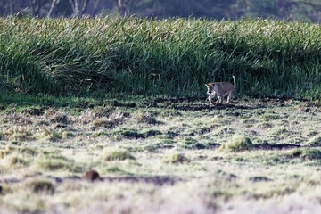 Poster - Graceful young lioness coming out from tall green grass