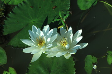 Pair of white water lily flower and green leaf on a pond