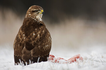 Wall Mural - Common buzzard, buteo buteo, sitting in snowy glade wintertime nature. Bird of prey resting on snow in winter. Brown feathered animal looking on white environment.