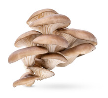 Oyster Mushroom Isolated On Transparent Background (.PNG)