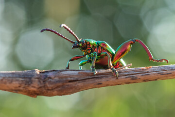 Wall Mural - A beautiful frog legged leaf beetle Sagra buqueti stretching its leg on a branch with hexagonal or heptagonal bokeh background 