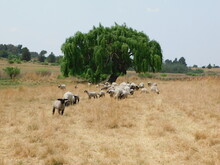 A Herd Of Shorn Hampshire Down Ewe Sheep And Their Lambs Grazing In A Dry, Brown And Orange Colored Grass Field In Front Of A Bright Green Bushy Willow Tree, Under A Blue Sunny Sky