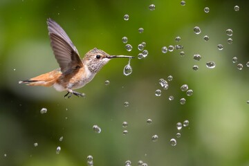 Canvas Print - Rufous hummingbird (Selasphorus rufus) flying through water drops