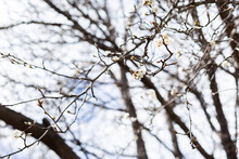 white spring buds on winter branches