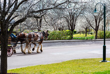 Team Of Harnessed Horses Pulling Cart Down Road At Hunter Valley Gardens With Blossoming Trees