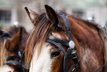 Harnessed Horses Ears Pointing Forward Alert
