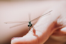 Dragonfly On A Thumb
