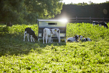 Dairy Calves Feeding On Sunny Morning