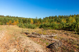 Fototapeta Na ścianę - Autumn forest landscape. Yellow leaves on the trees.