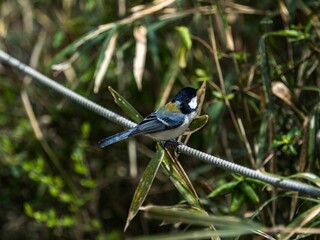 Sticker - Japanese tit bird perched on a rope boundary in a forest park