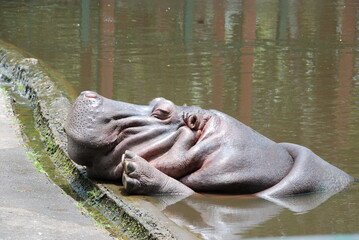 Sticker - hipopótamo descansando 