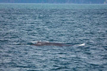 Wall Mural - Humpback Whale