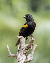 The Black Winged Yellow Bird Perched On A Tree . Specie Icterus Pyrrhopterus Also Know Encontro. Birdwatching. Animal World. Bird Lover. Black Bird.