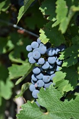 Poster - bunch of grapes