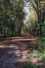 Wall Mural - path in the park