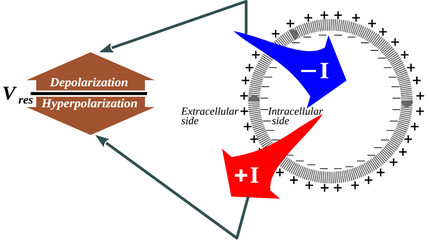 Fototapete - cell input and output currents and membrane depolarization and hyperpolarization