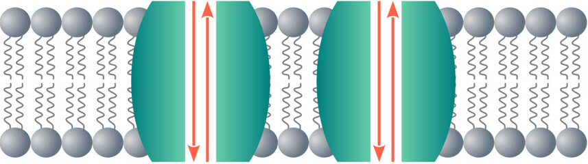 Fototapete - leakage channels or holes permanently open in the neuronal membrane