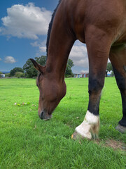 Wall Mural - Close up shot of bay horse grazing happily in field in rural Shropshire on a summers day, peaceful and tranquil .