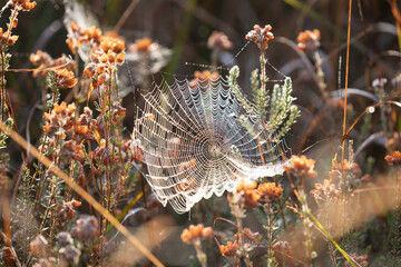 Wall Mural - large spidernet on dry heather plant