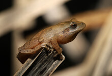 Spring Peeper Sitting On Top Of A Cattail At Night During The Breeding Season.