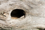 Fototapeta Desenie - A hollow in an old dry tree.