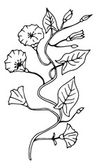 Poster - bindweed flower sketch. blooming plant botanical illustration
