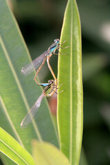 Poster - accouplement de demoiselles