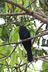 black bird on the branch