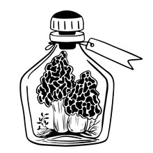 Sketch Of Edible Morel Mushrooms. Mushrooms With Leaves In Bottle With Cork And Label. Glass Bottle, Flask With Potion, Magic Elixir.  Spongy Morel, Fresh Mushrooms. For Halloween, Alchemy.