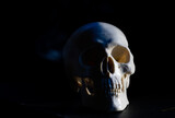 Fototapeta Zwierzęta - scary human skull horror Halloween