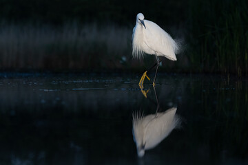 Wall Mural - Little egret (Egretta garzetta)