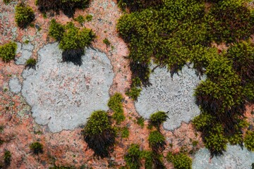 Wall Mural - moss on stone