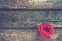 Rose On A Wooden Background. One Pink Red Rose Bud Lies Sideways On A Wooden Table. Copyspace. Flat Lay. Festive Layout For Valentine's Day, Mother's Day, March 8, Declaration Of Love.