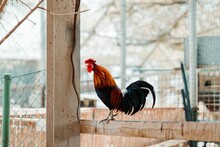 Side Selective Focus Of Rooster In A Barn With Metallic Net Around