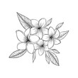 Plumeria Flower Illustration
