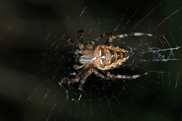 agelena labyrinthica spider macro photo