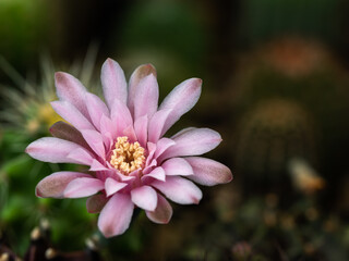 Wall Mural -  Yellow Pollens in The Pink Cactus Flower Blooming