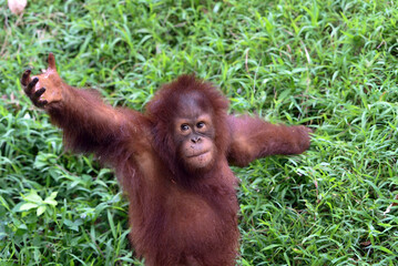 Wall Mural - Baby orangutan playing in the grass