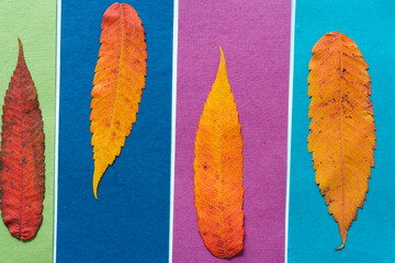 Poster - Rhus typhina (staghorn sumac) leaves and paper stripes